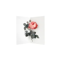 UWP Luxe Pop Up & 3d Cards|Birthday Cards*Rose 3D Pop Up Greeting Card | Ohh Deer